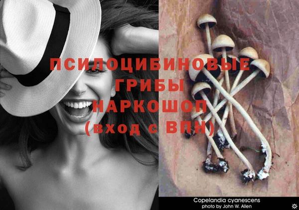 индика Алзамай